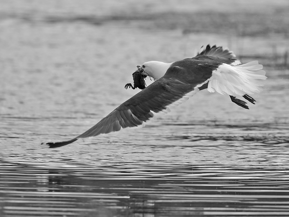 Greater Black Back Gull with Coot chick - Peter Bagnall - commended